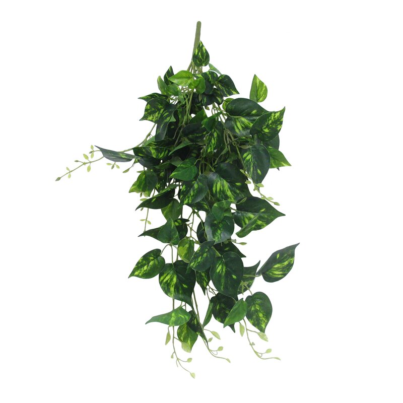 Charlton Home® Pothos Hanging Ivy Plant And Reviews Wayfair 5050